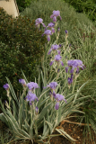 Iris pallida 'Argentea Variegata' RCP5-2012 016.JPG